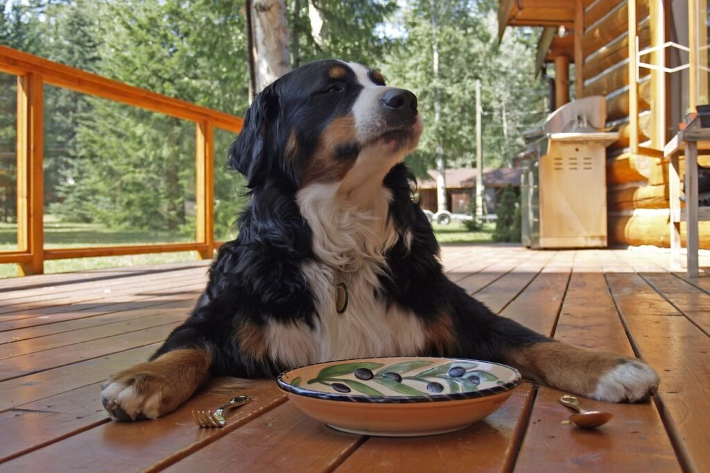 bernese mountain dog, sitting, waiting-208092.jpg